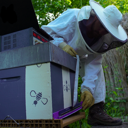 Compteur d'abeilles project image