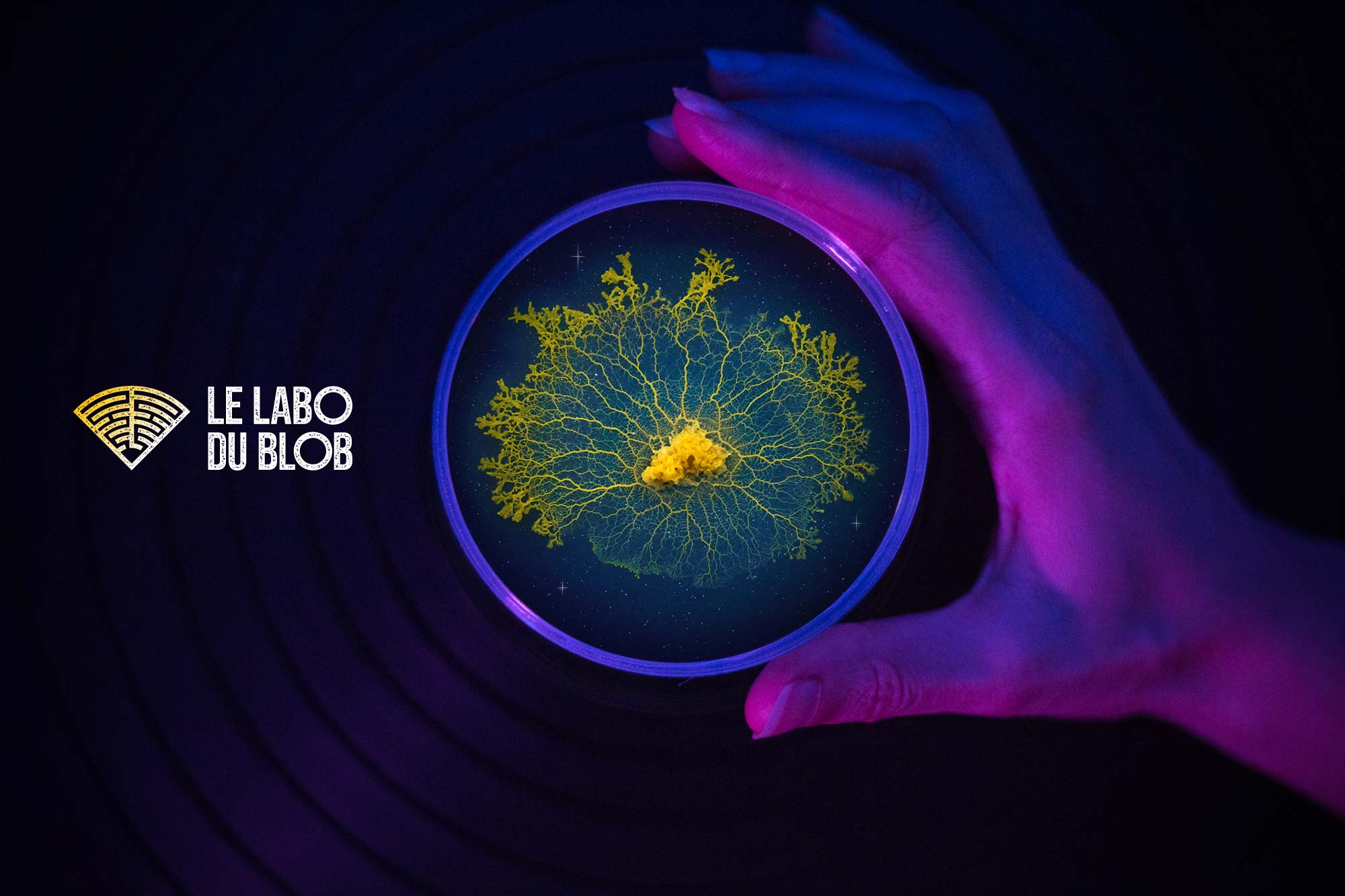 Le Labo du Blob project image